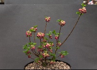 Menziesia hybrid 'Plum Drops'